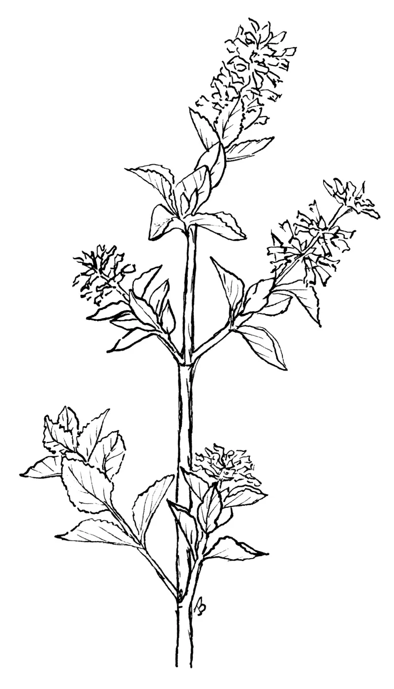 Desert Lavender