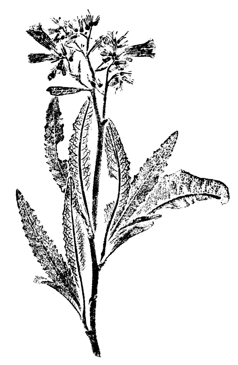 California YerbaSanta