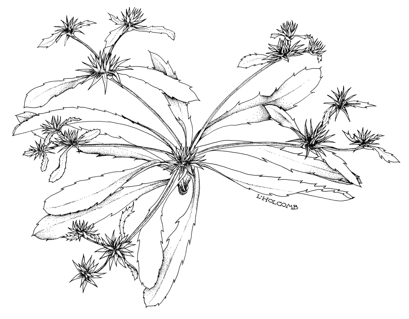 Eryngium