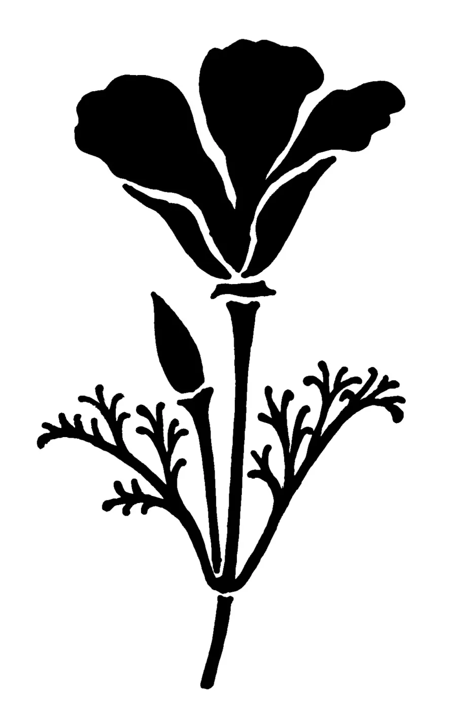 California Poppy