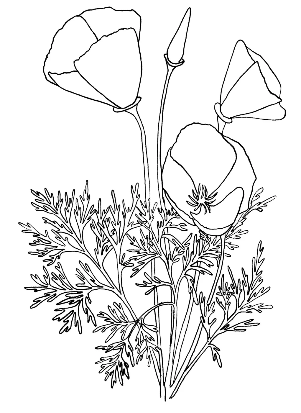 California Poppy