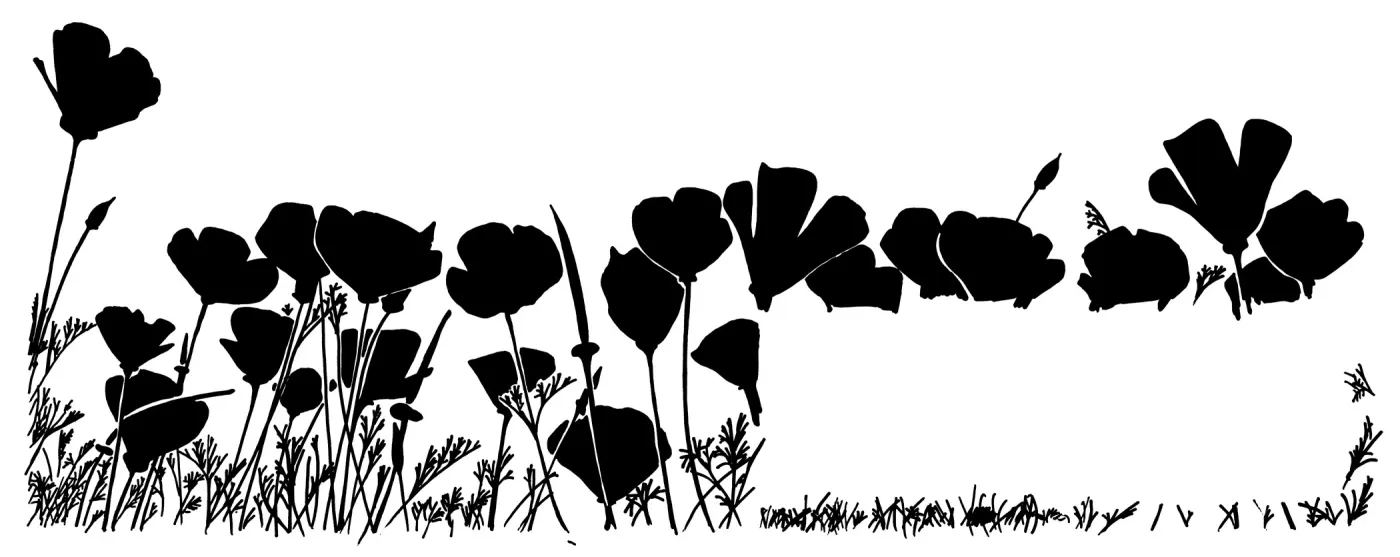 California Poppy