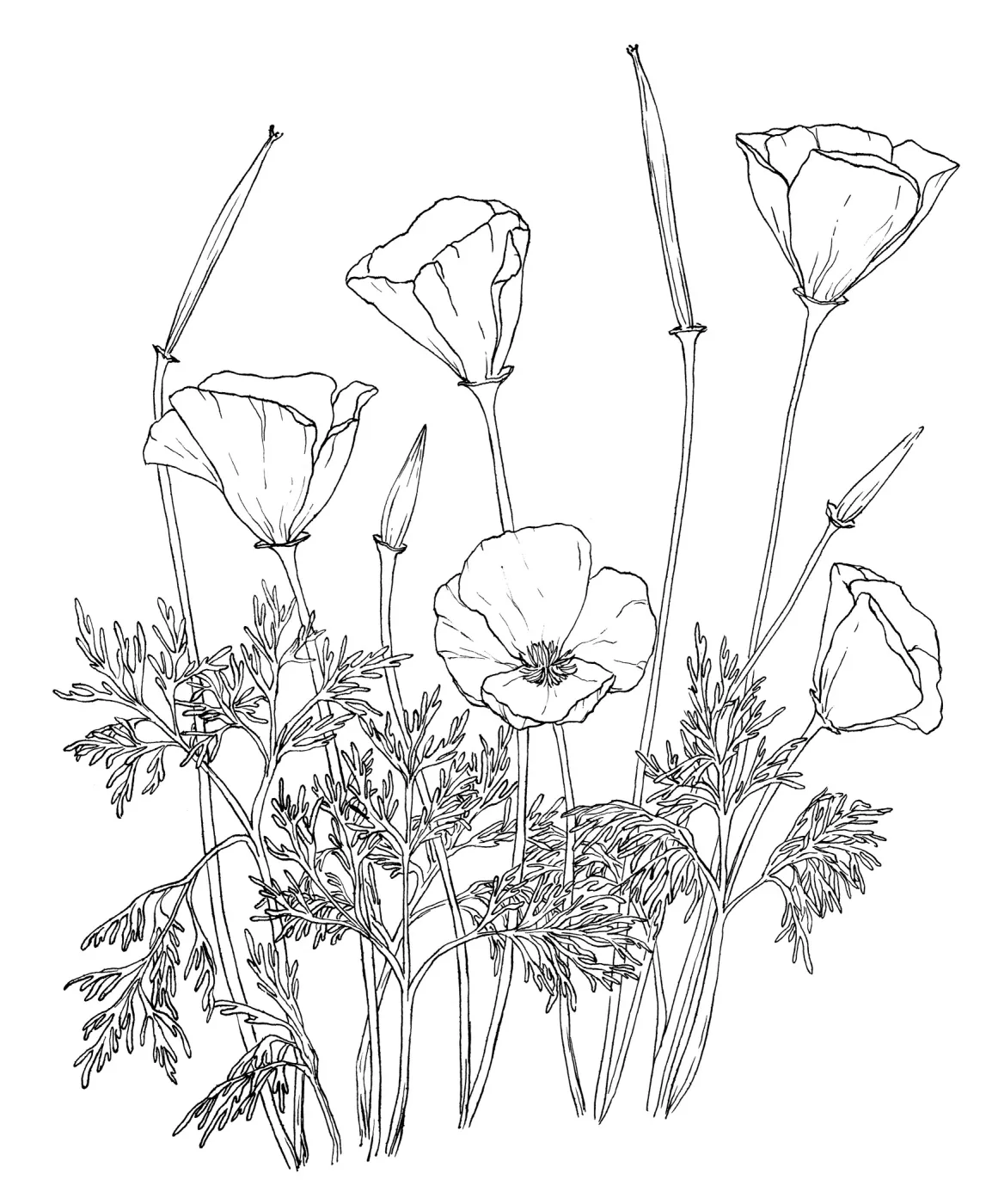 California Poppy