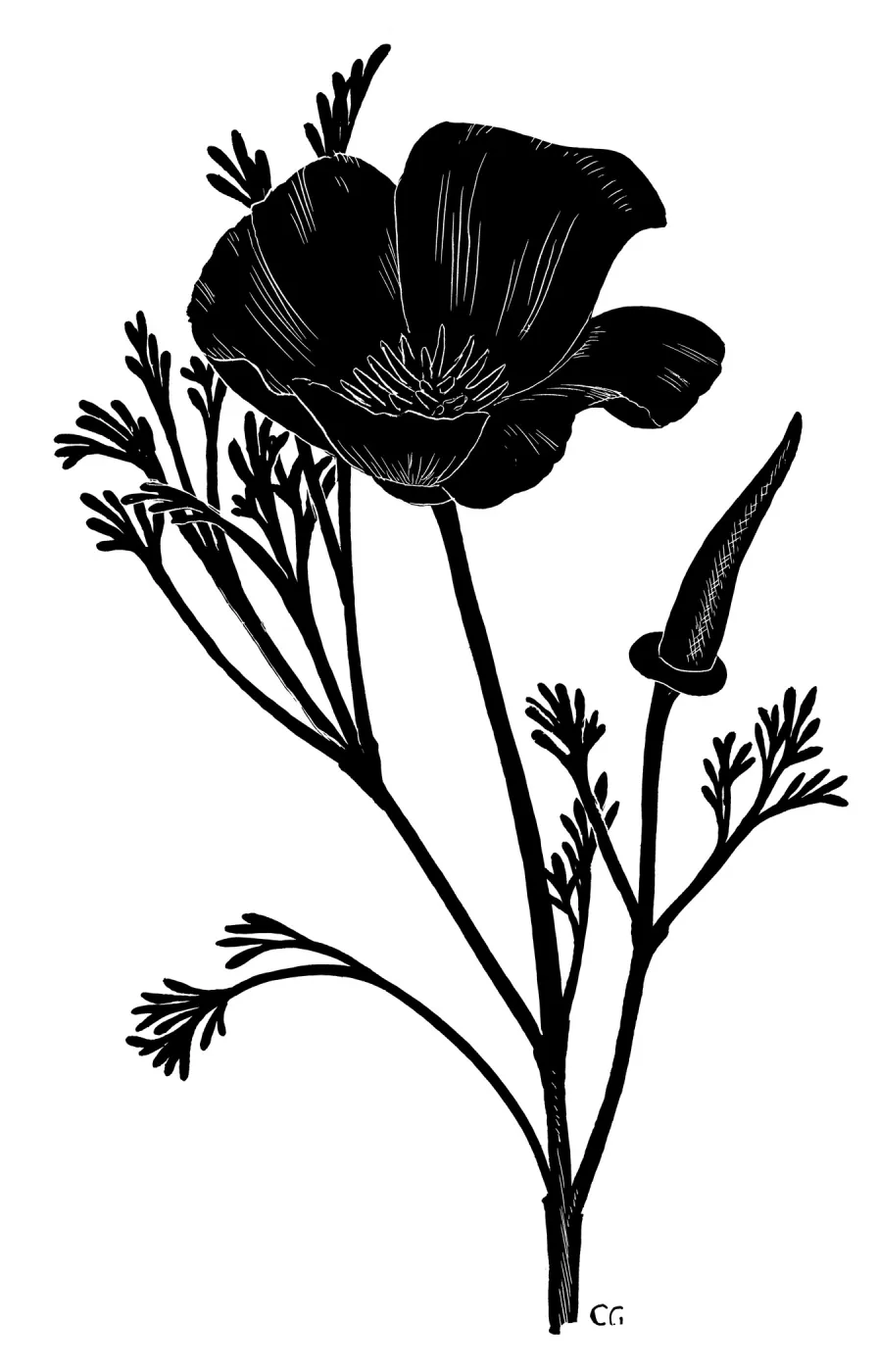 California Poppy