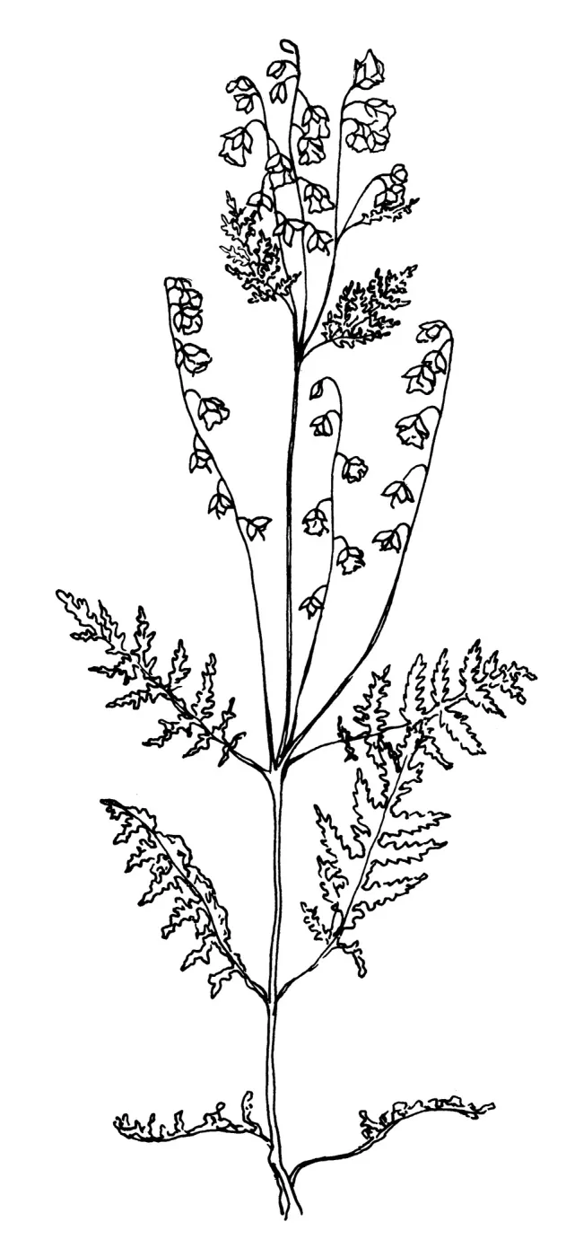 Spotted Hideseed