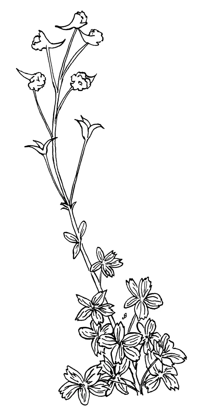 Delphinium nudicauleRed Larkspur