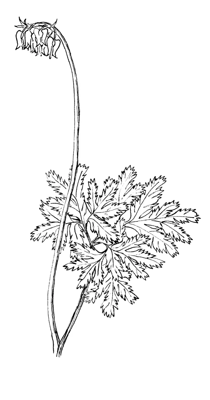 Western Bleeding Heart