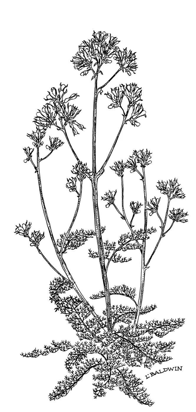 Yellow Bleeding Heart