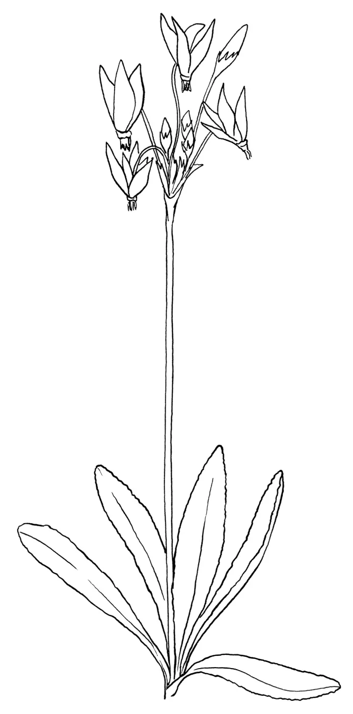 Wild Cyclamen, Clevelands Shooting Star