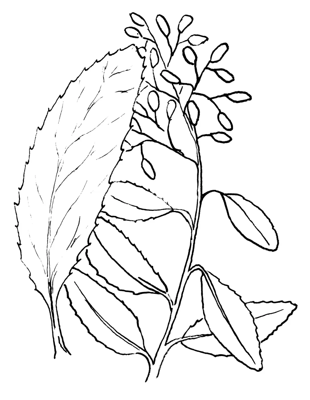 Toyon