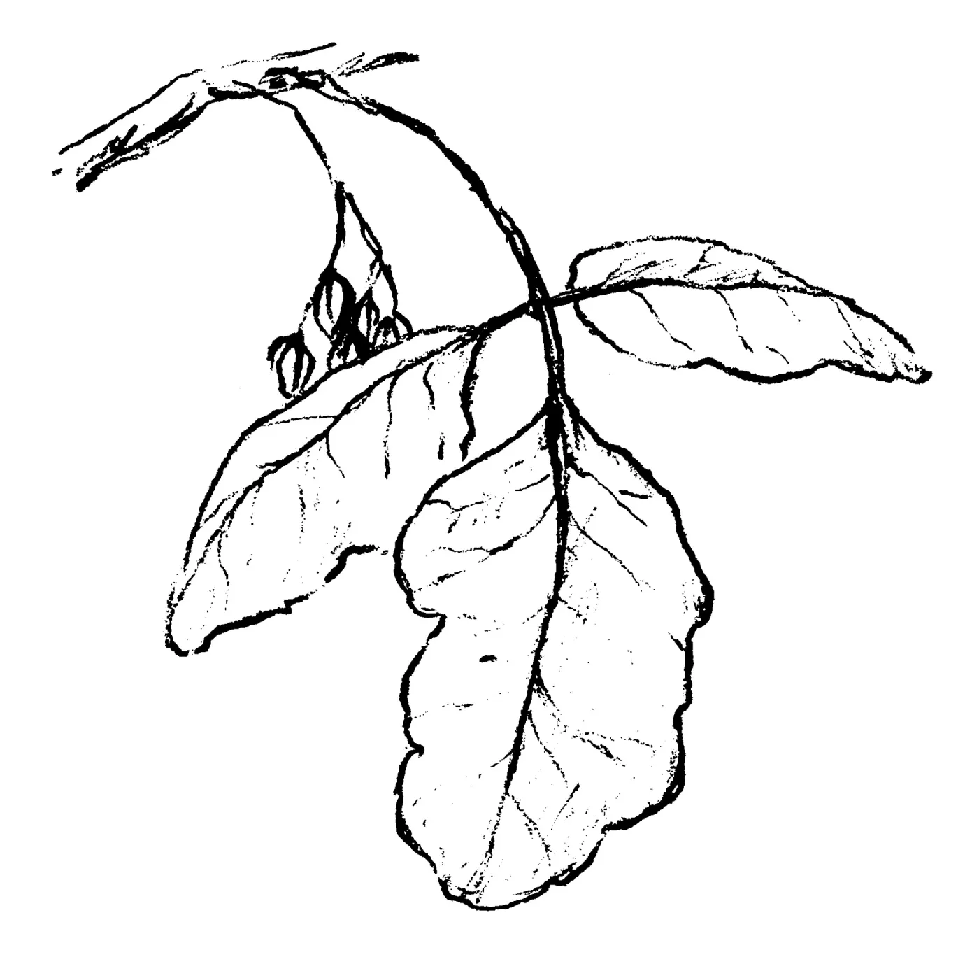 Poison Oak