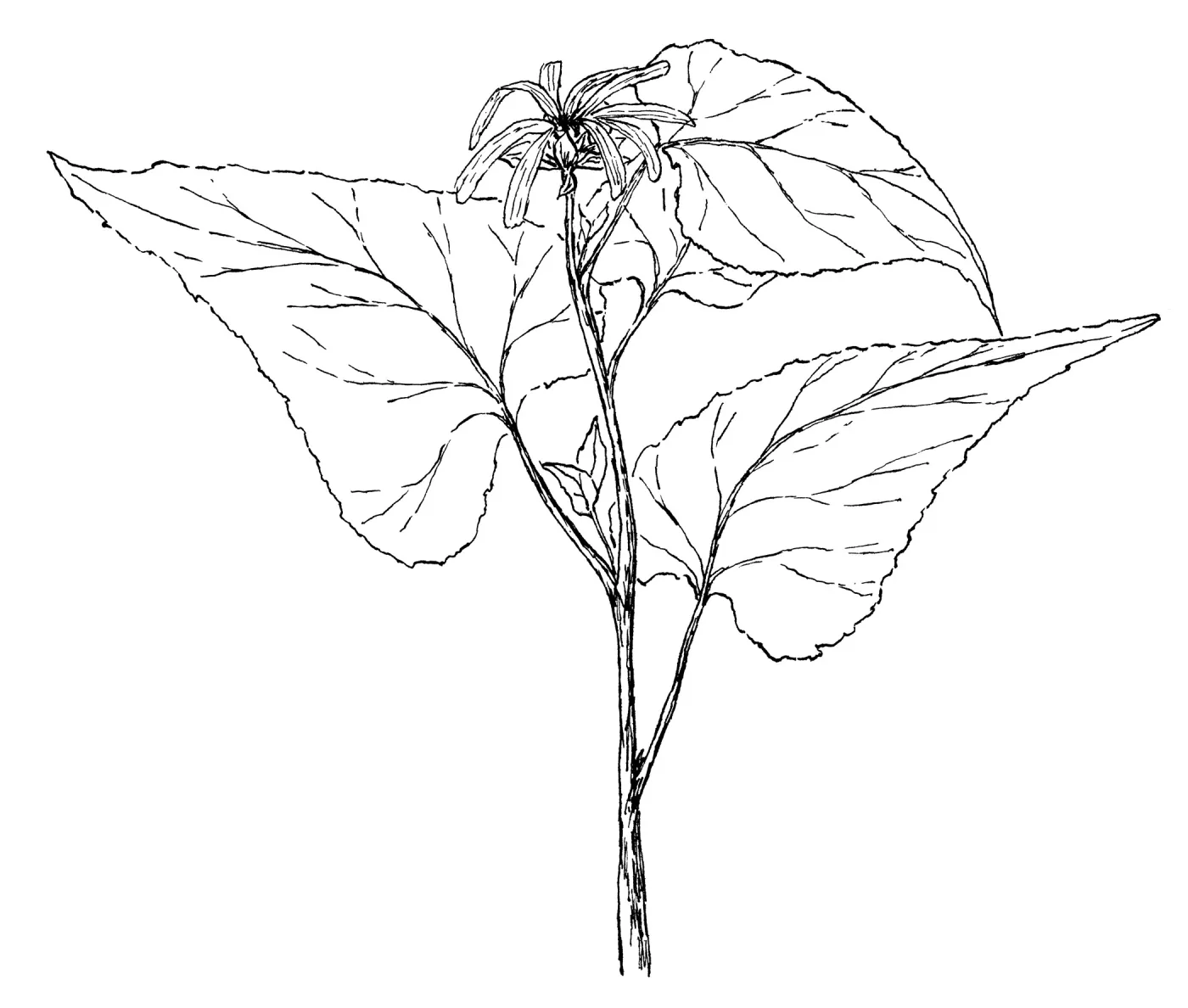 Canyon Sunflower