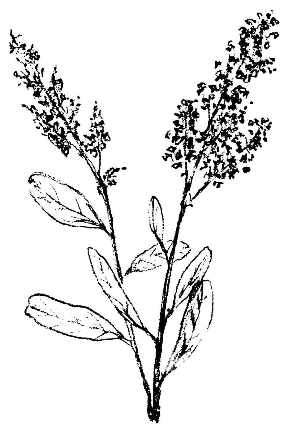 Wild Liliac (California Lilac)