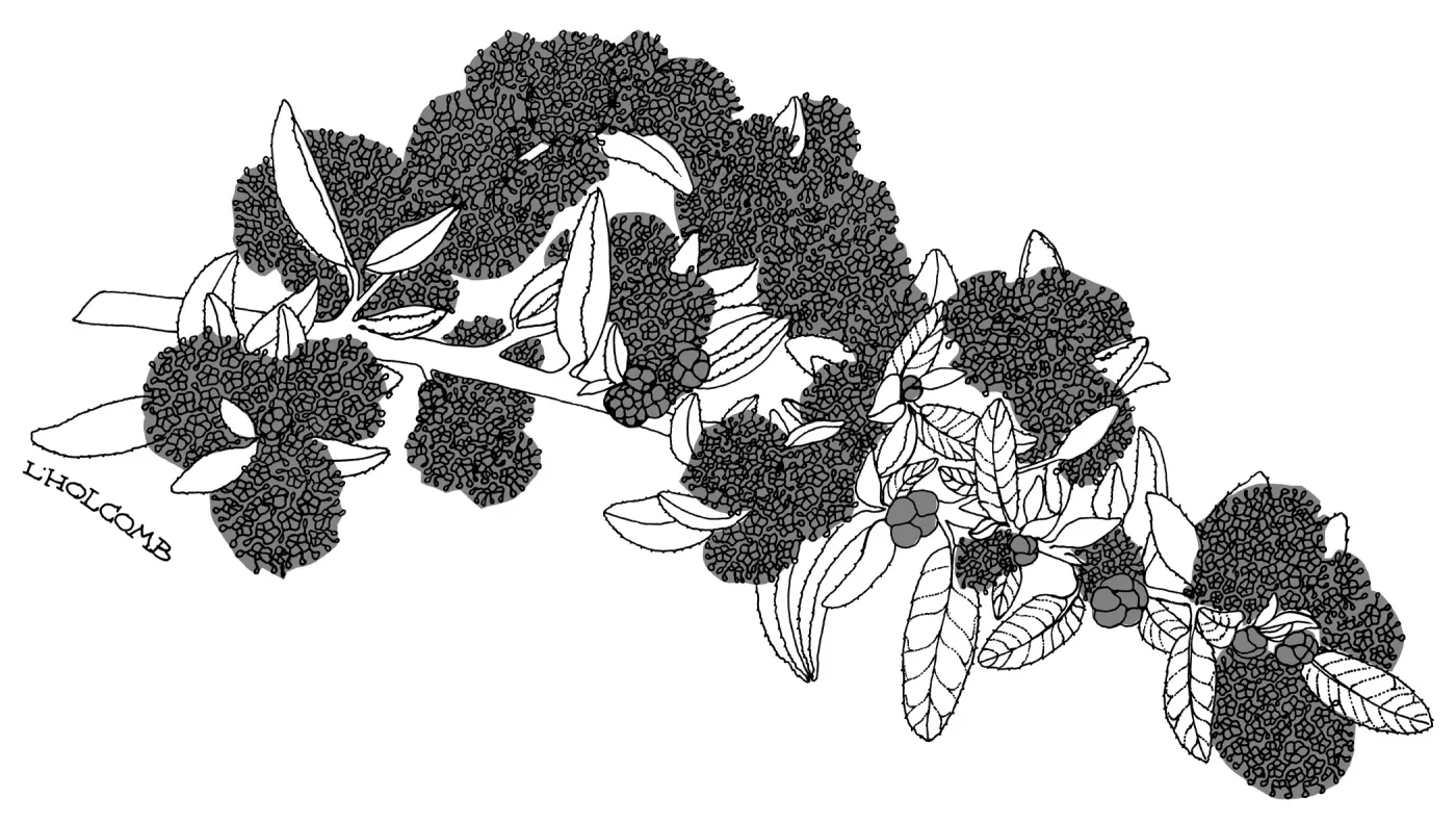 Far Horizons Ceanothus