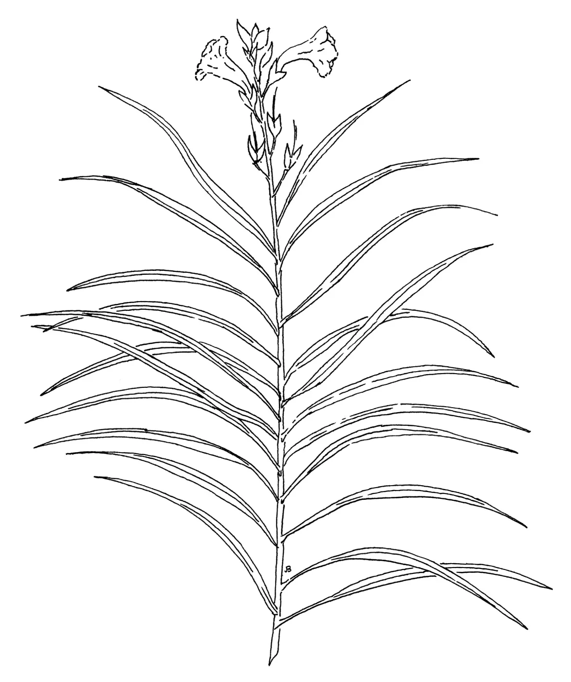 Desert Willow
