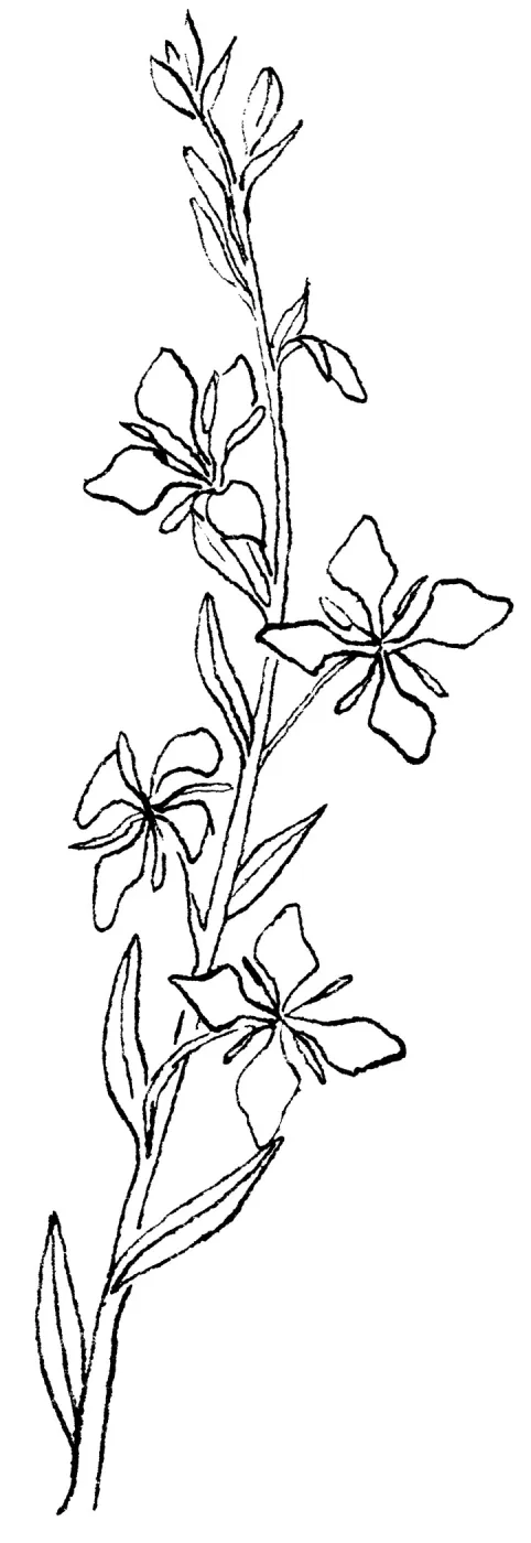 Elegant Clarkia