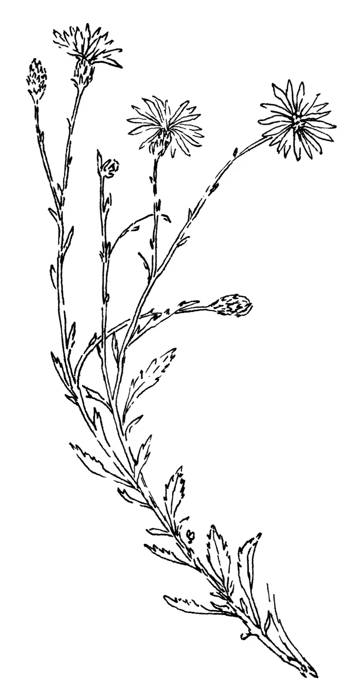 Branching Beach Aster