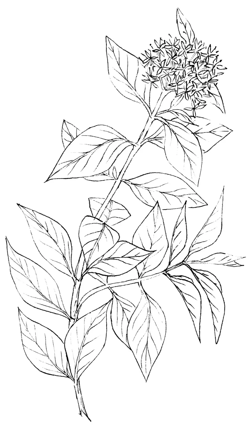 Creek Dogwood