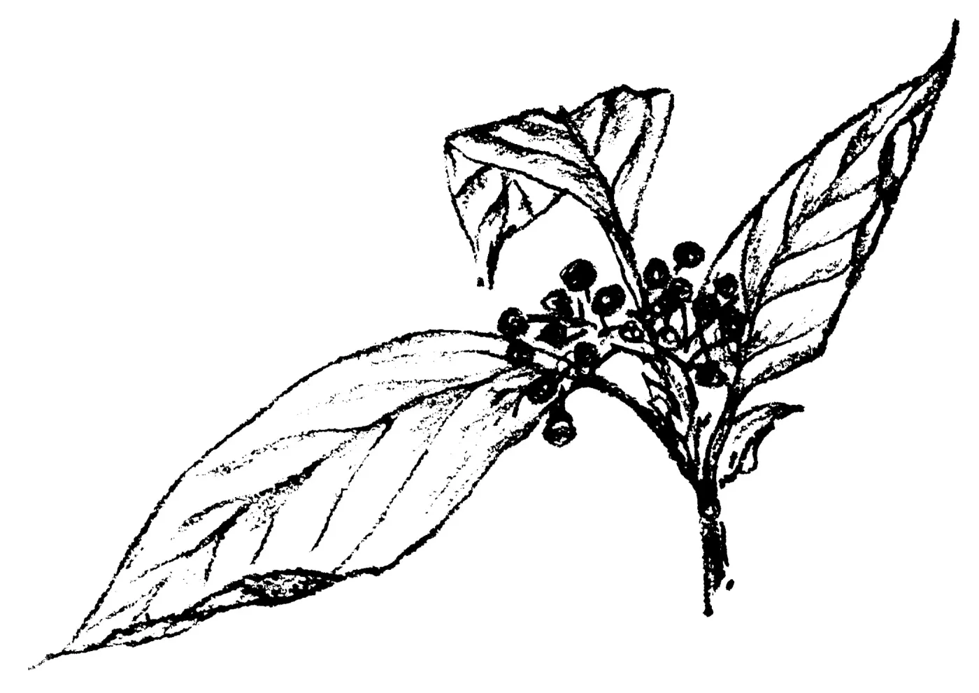 American Dogwood