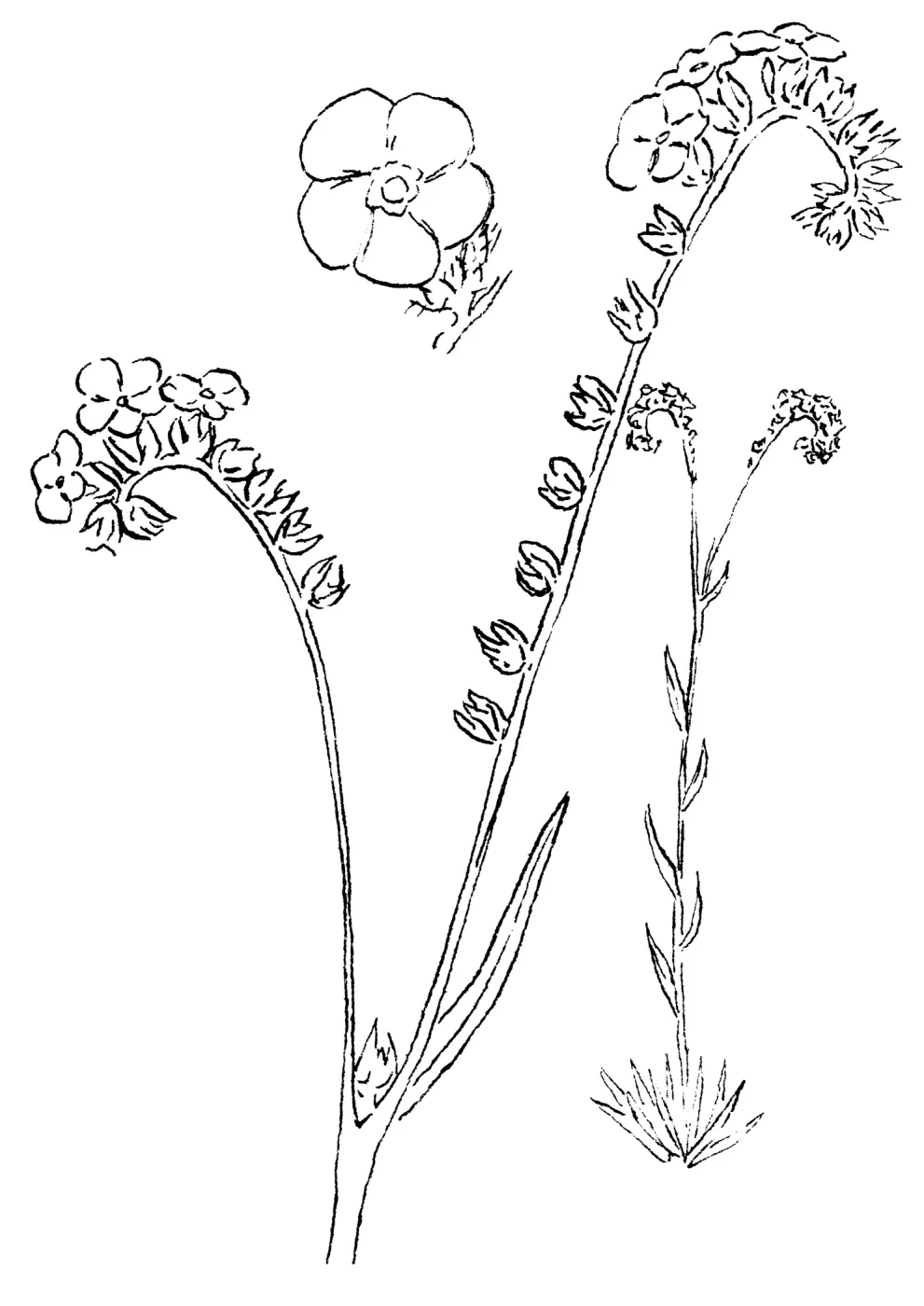 Cryptahntha