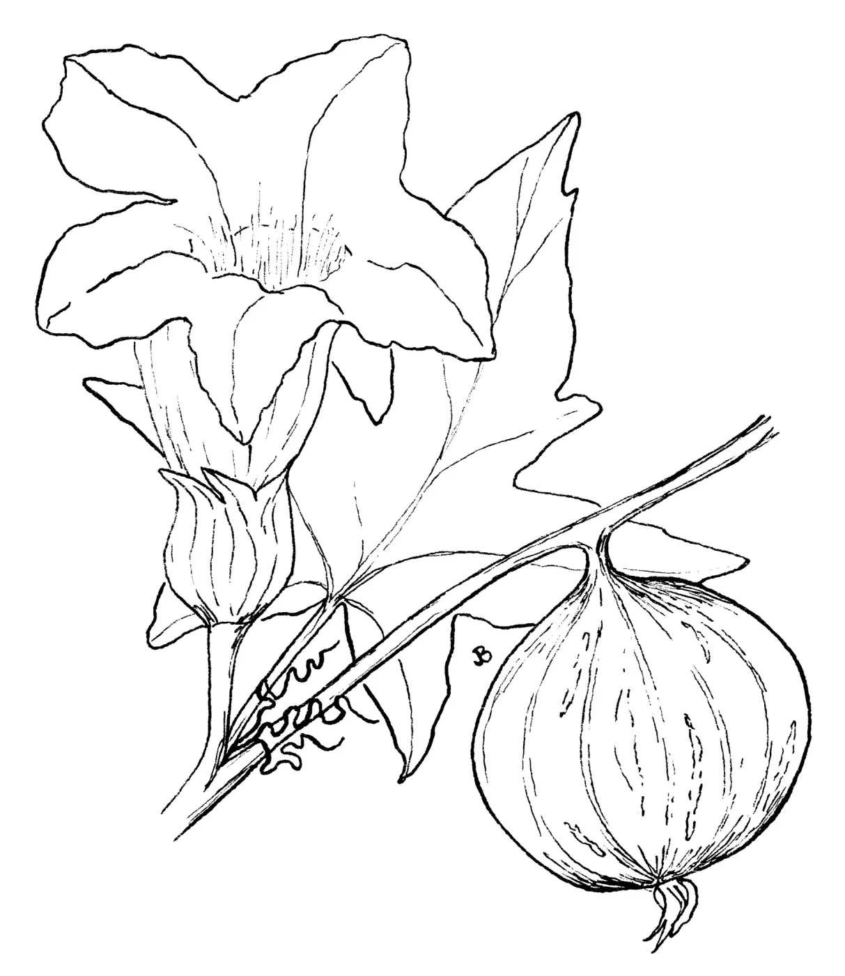 Coyote Melon