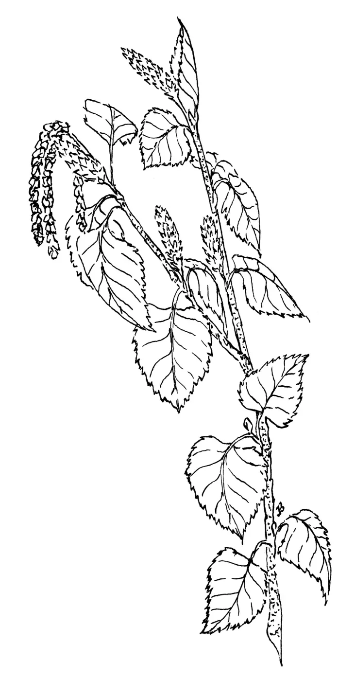 Water Birch