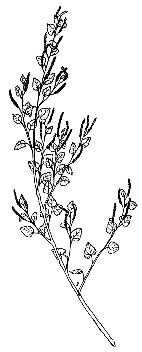 California Copperleaf