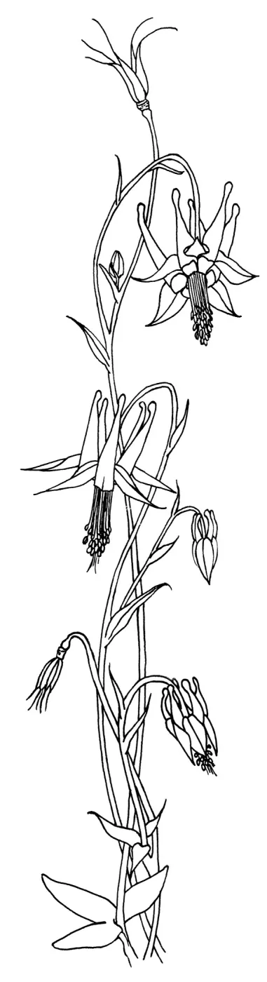 Columbine