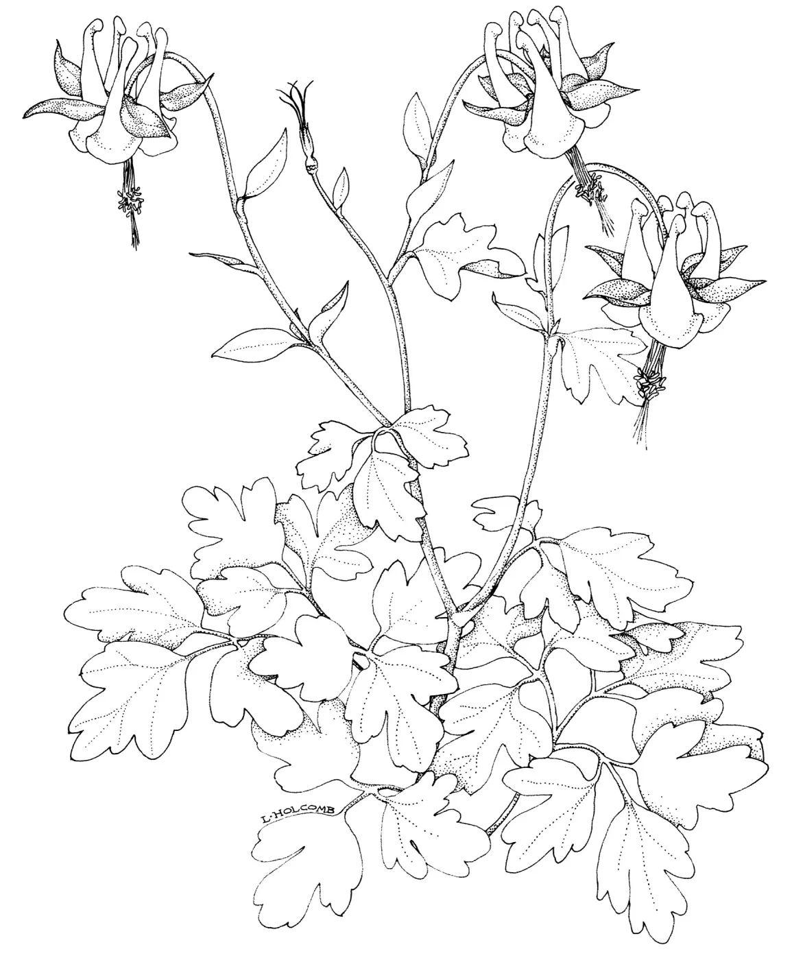 Columbine