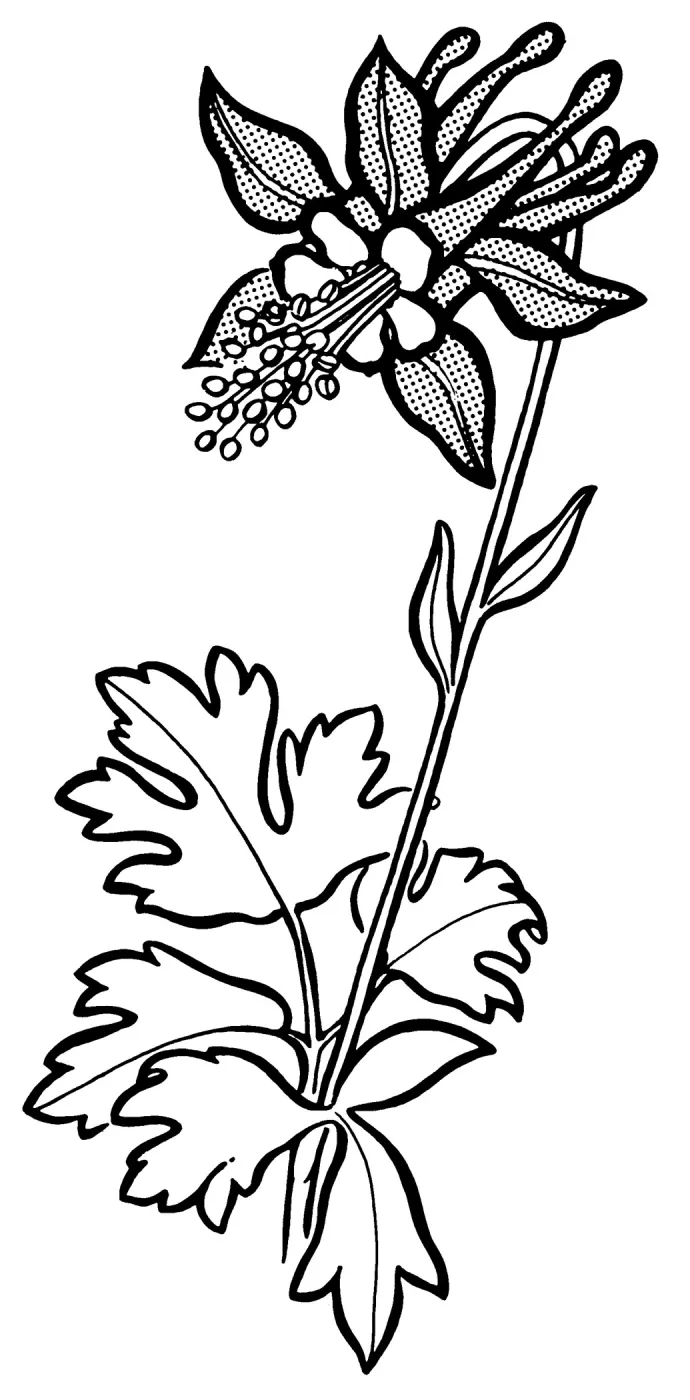 Columbine