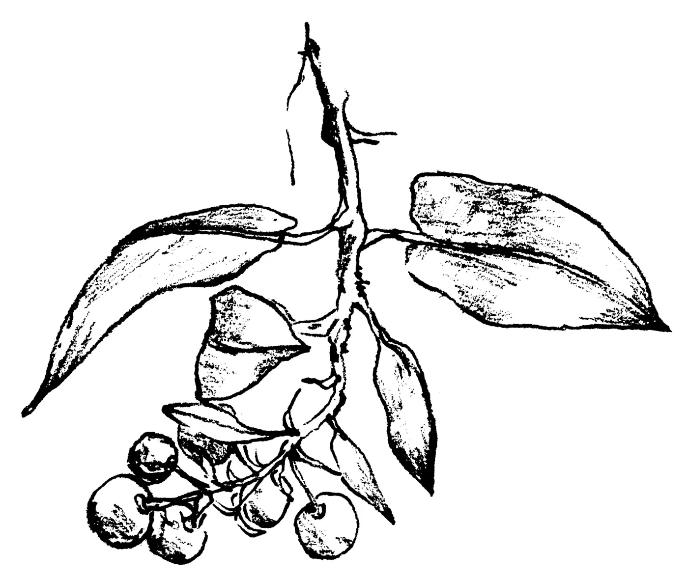 Manzanita