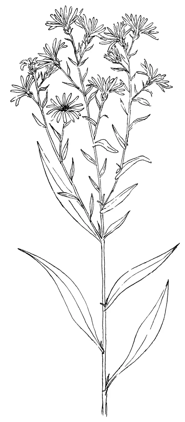 Common Aster, California Aster