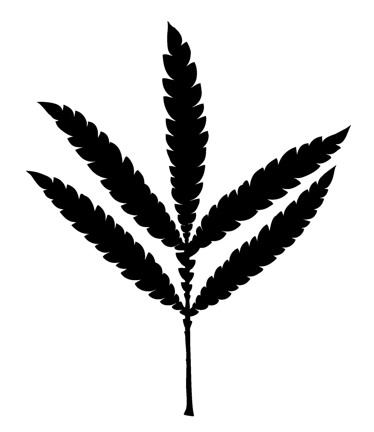 Santa Cruz Island Ironwood