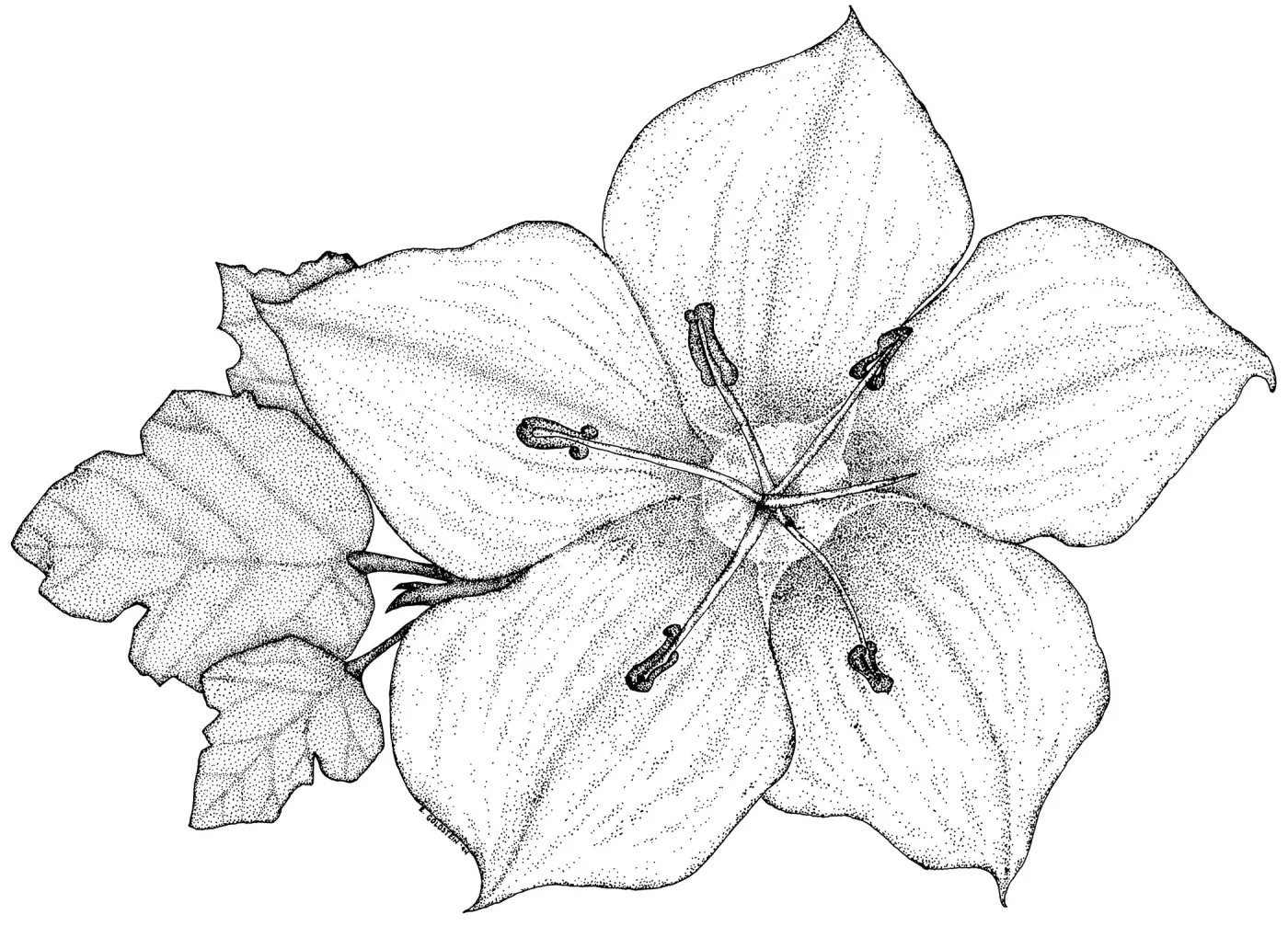 Fremontia, Flannel Bush