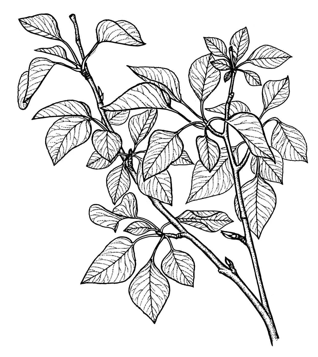 Black CottonwoodPopulus trichocarpa