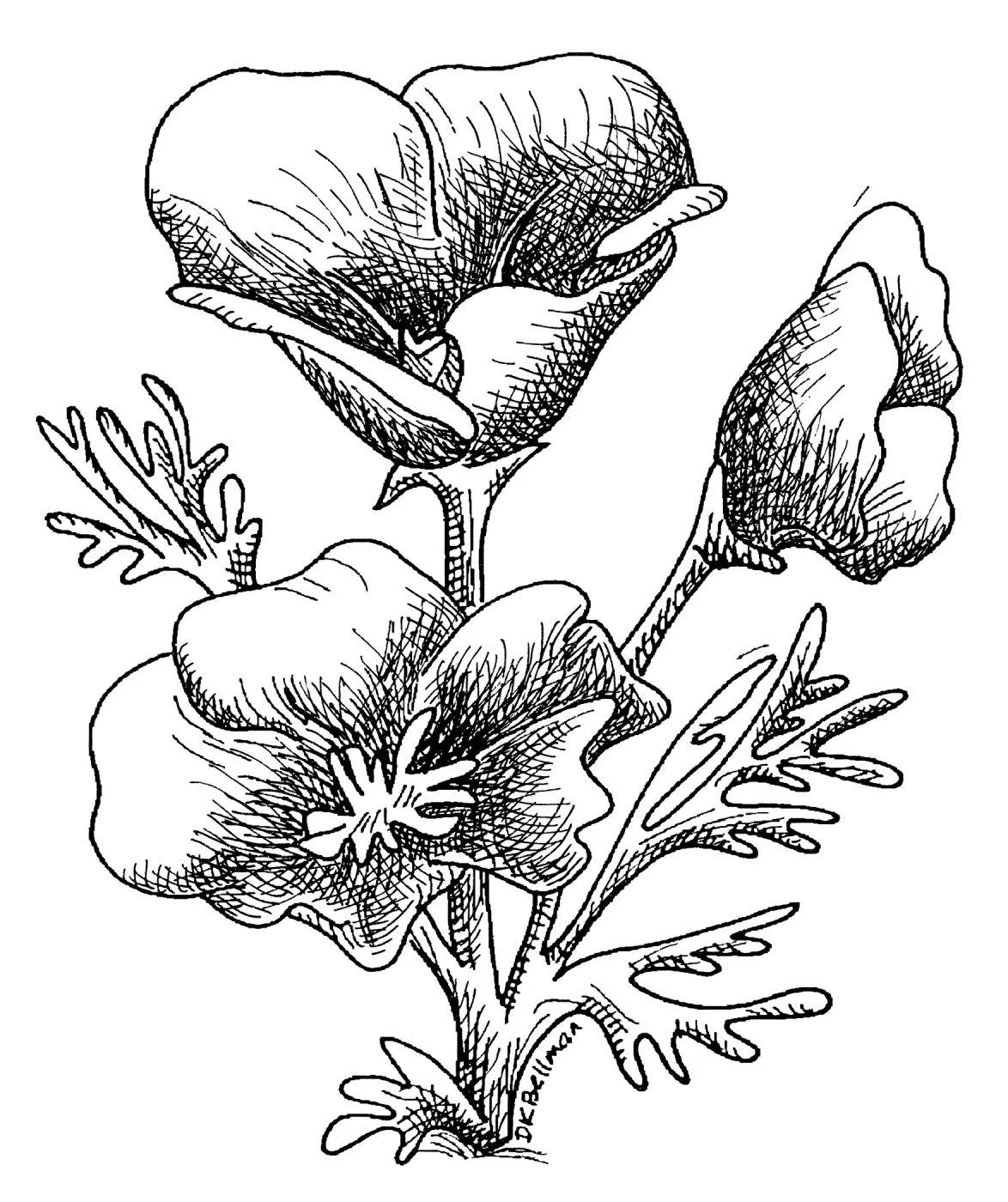 California Poppy
