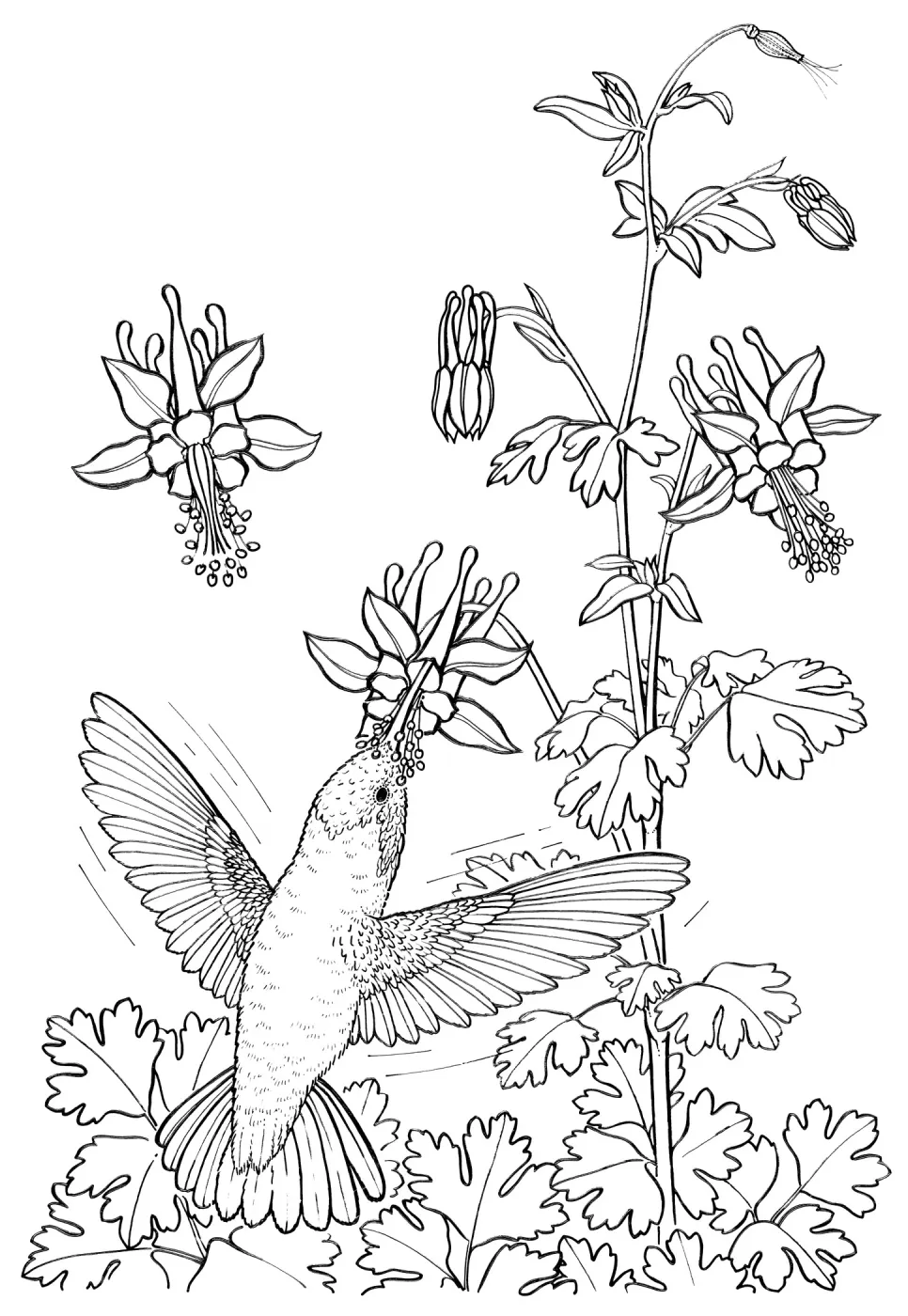 Hummingbird and ColumbineAquilegia