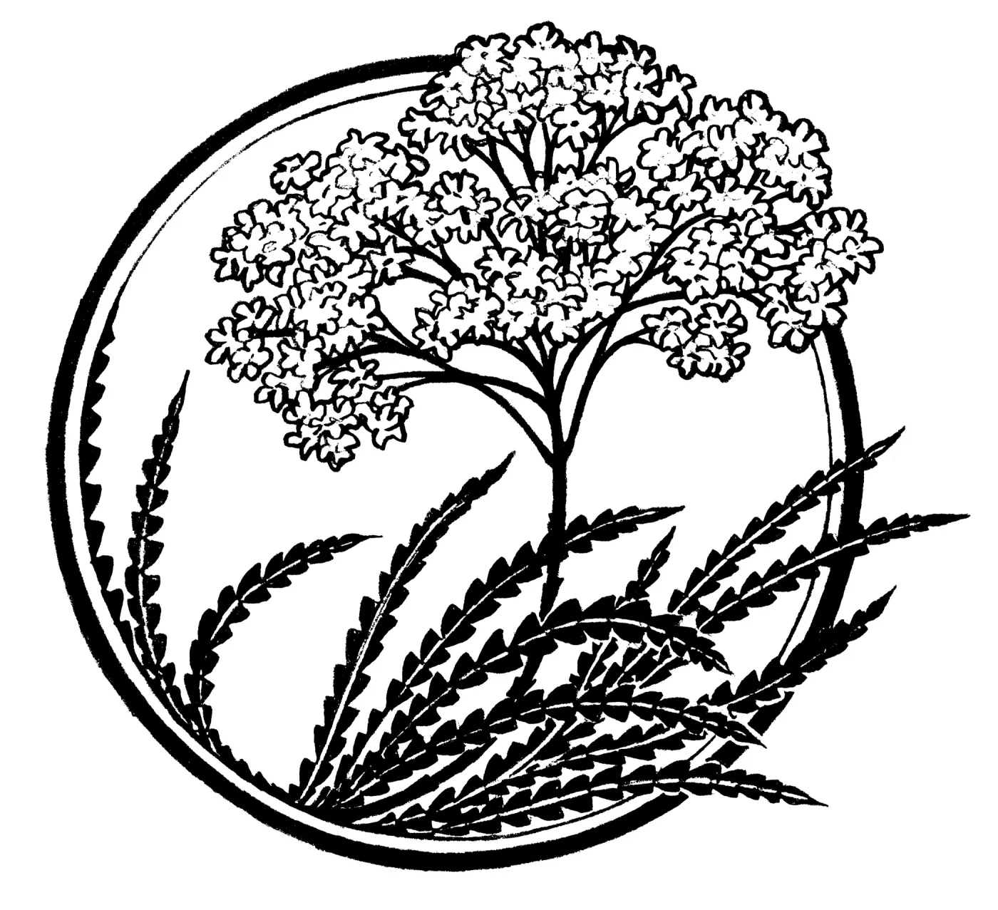 Ironwood Lyonothamnus floribundus