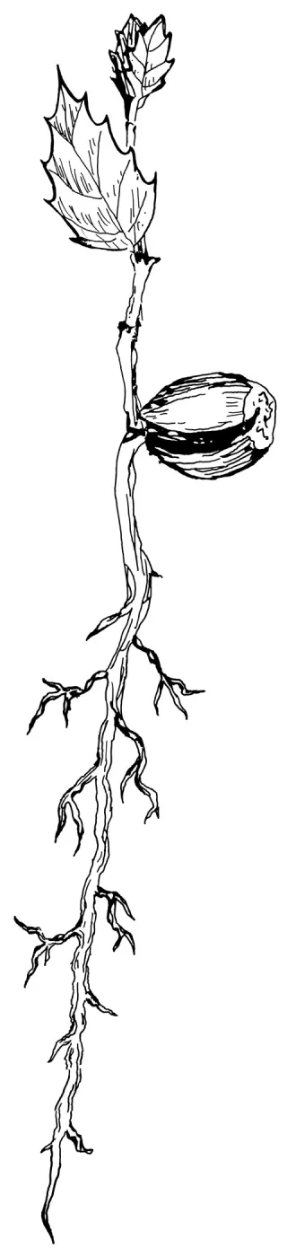 Oak Seedling