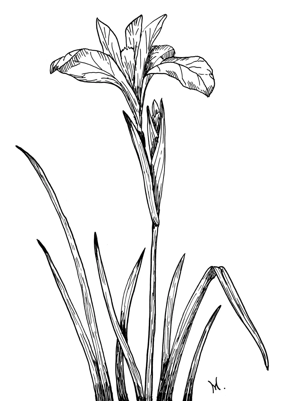 Western Blue Flag