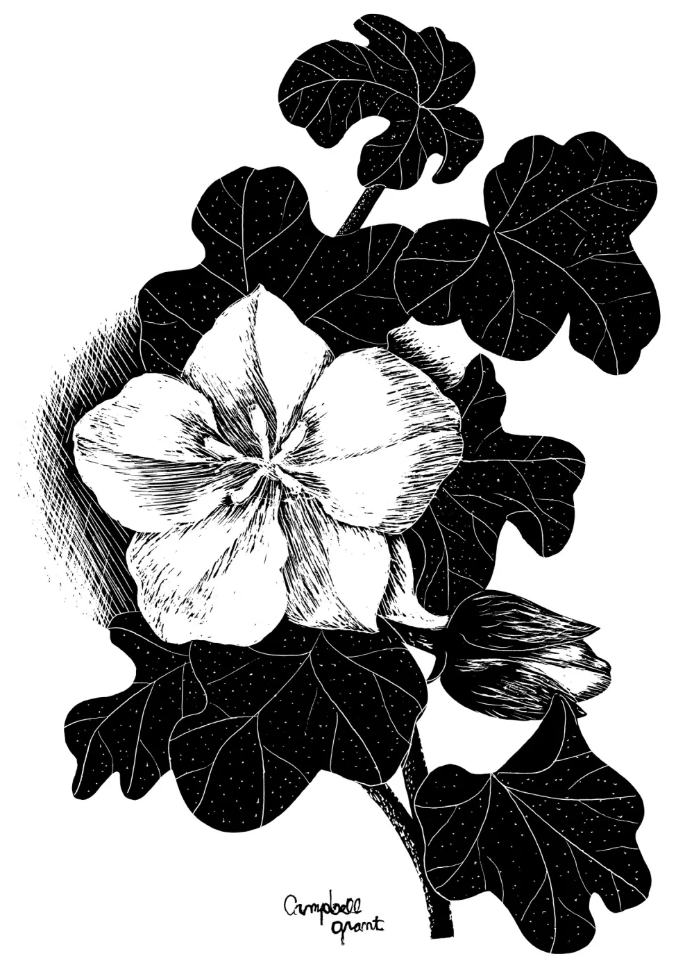 Mexican Flannelbush