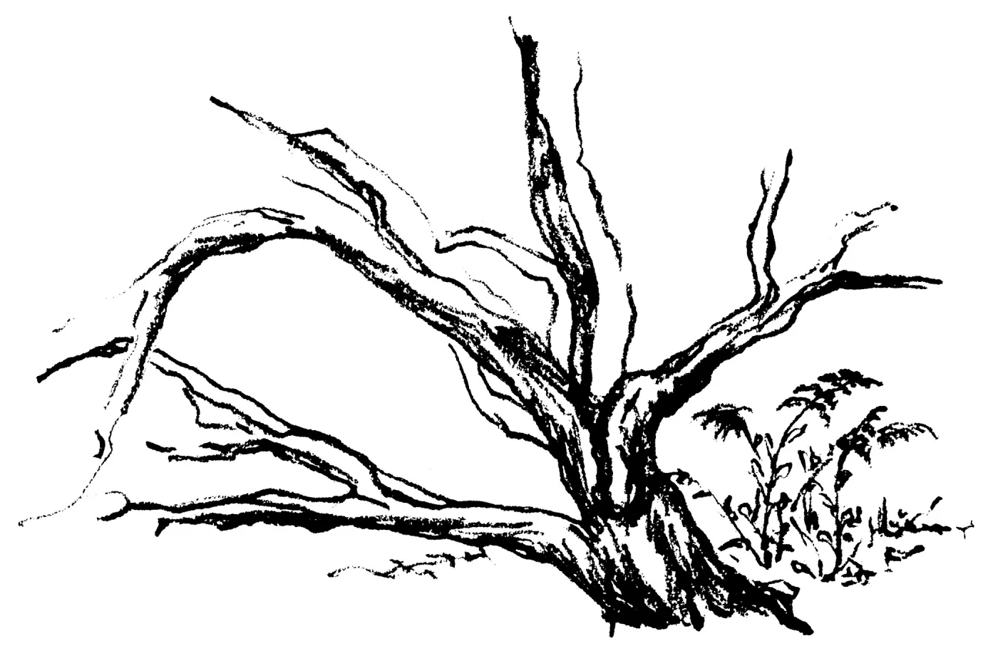 Manzanita