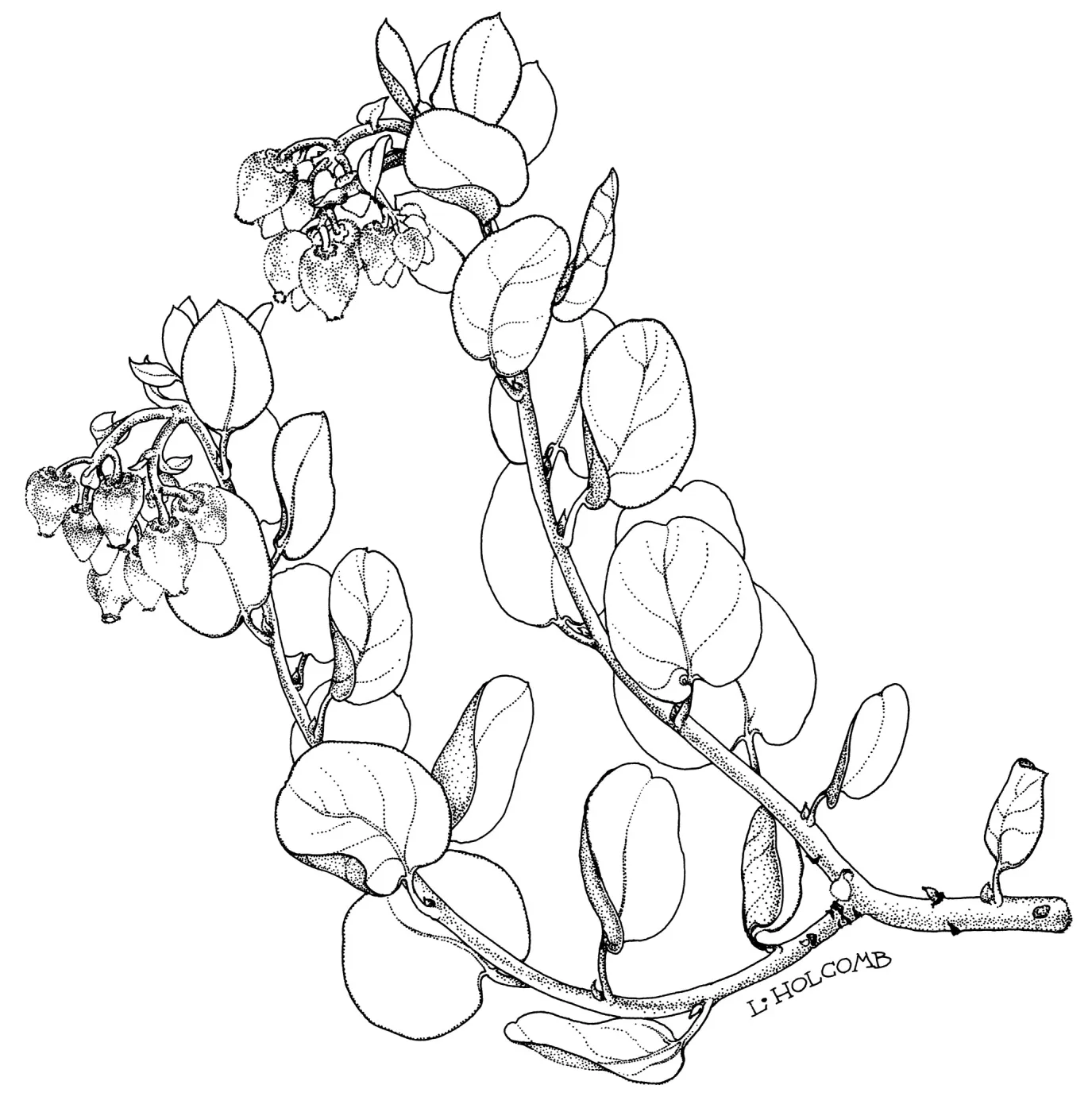 Canyon Flush Manzanita