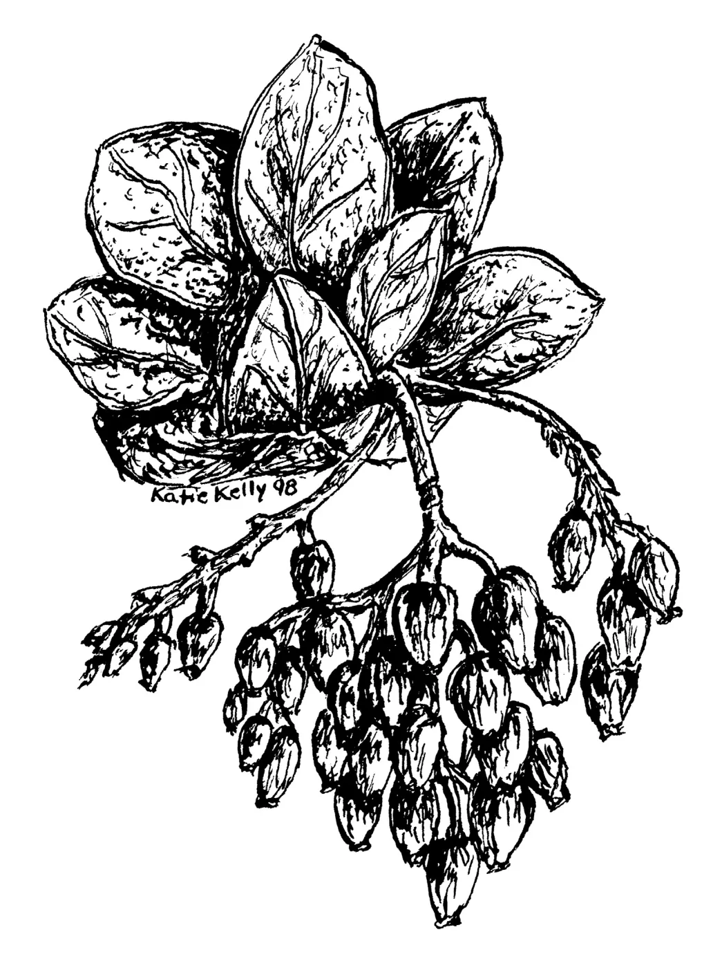 Manzanita Arctostaphylos