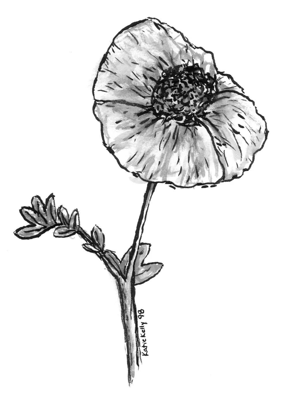 Matilija Poppy
