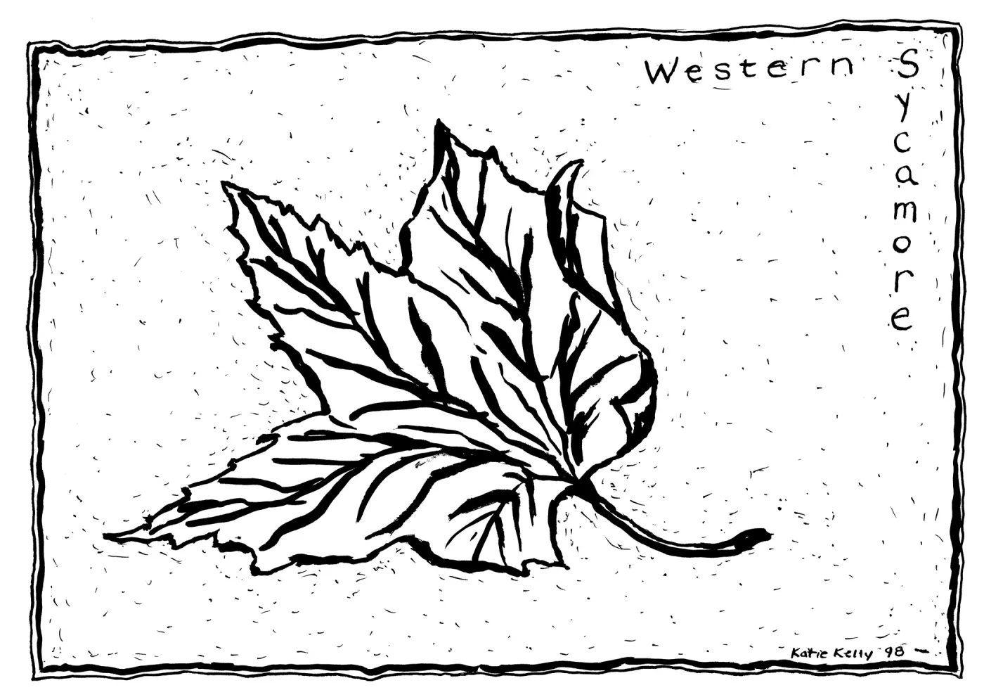 Western Sycamore