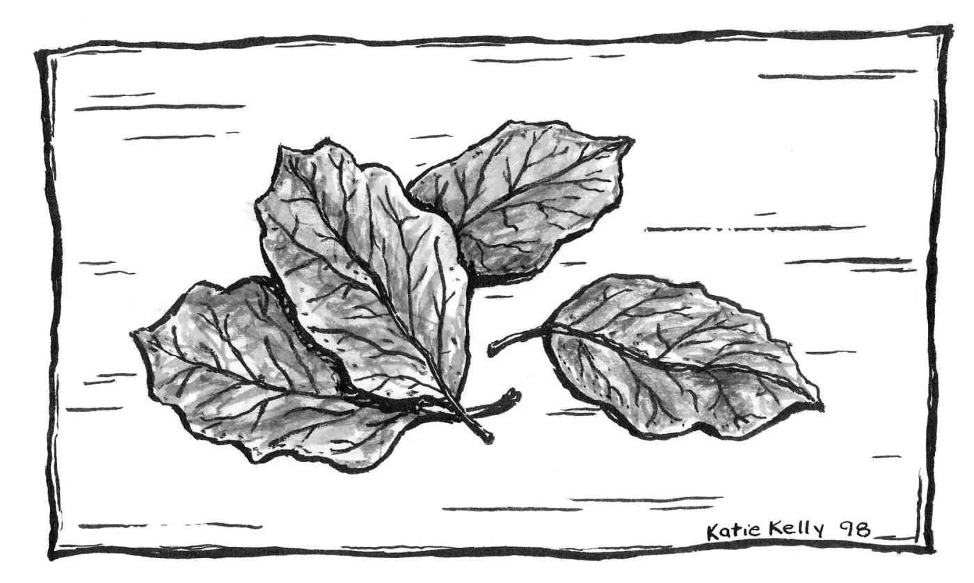 Oak Leaves