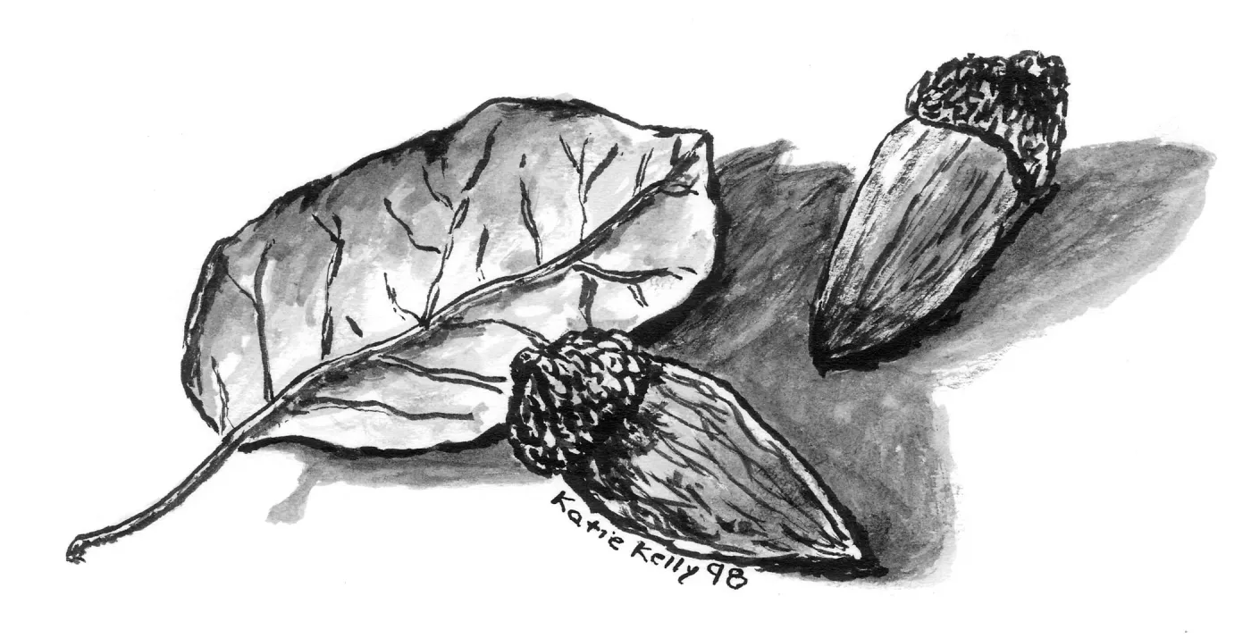 Leaf and Acorns