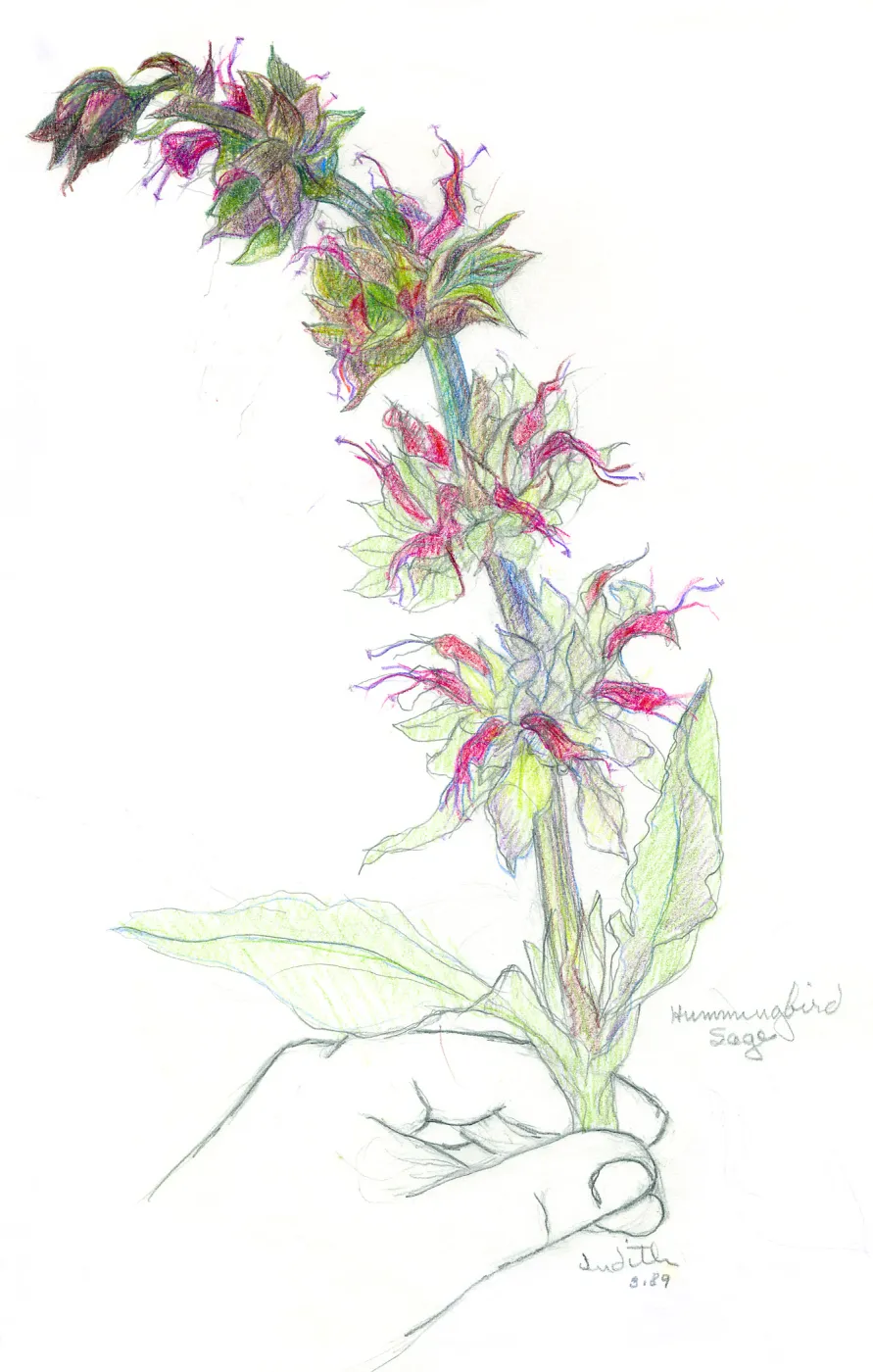 Hummingbird Sage
