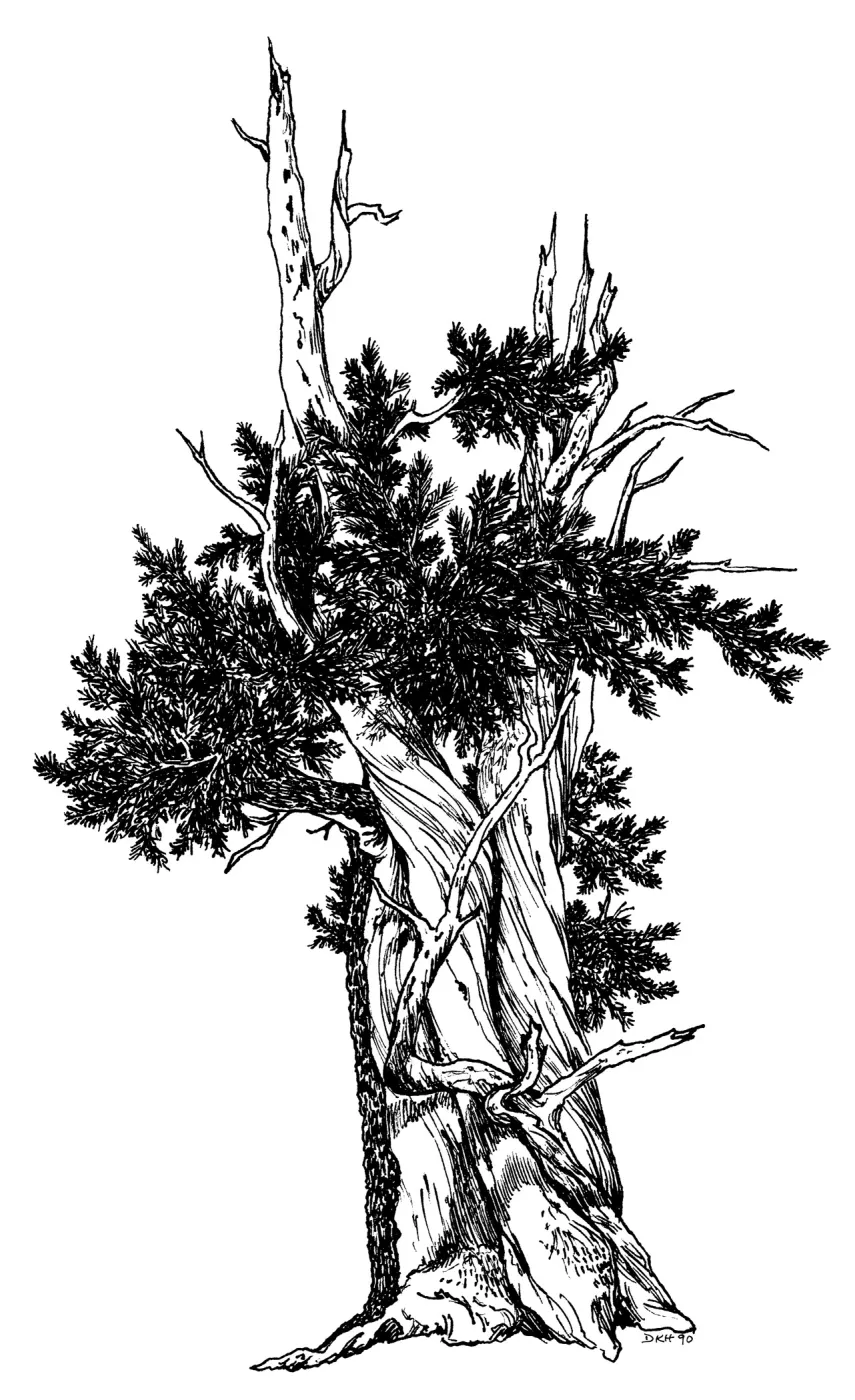 Bristlecone Pine